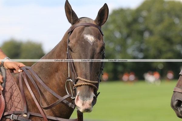 Polo Sport England Photo535