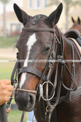 Polo Sport Dubai Photo284