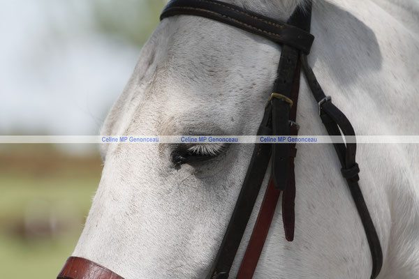 Polo Sport Argentina Photo361