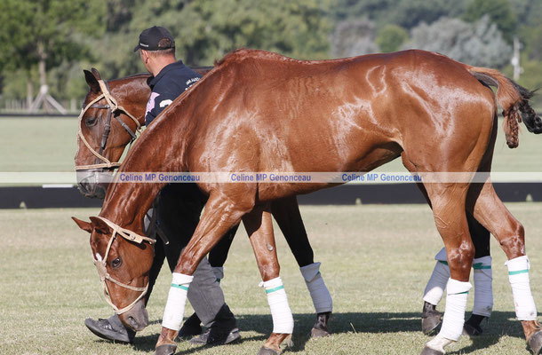 Polo Sport Argentina Photo267