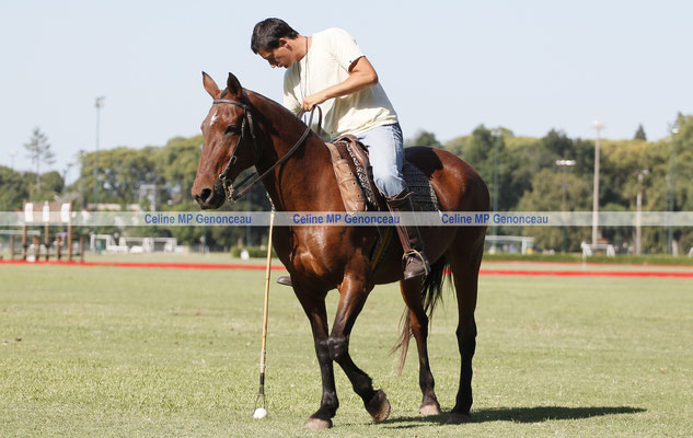 Polo Sport Argentina Photo466