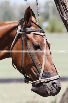Polo Sport Argentina Photo594