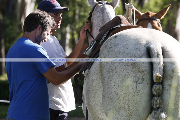 Polo Sport Argentina Photo544