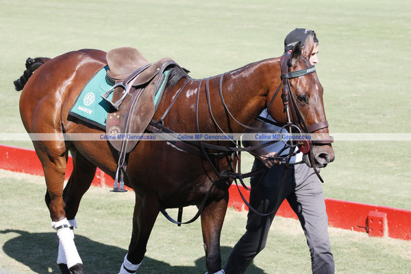 Polo Sport Argentina Photo126