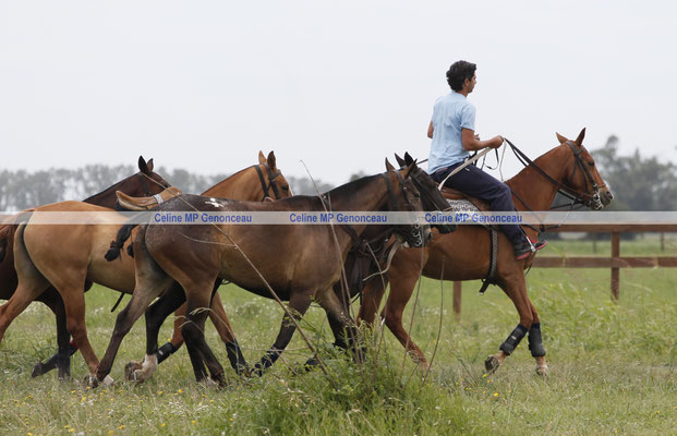 Polo Sport Argentina Photo410