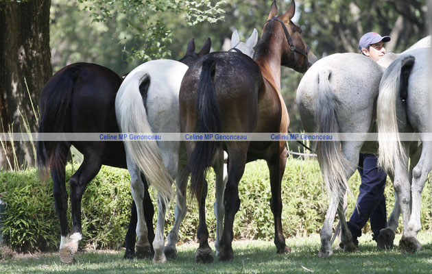 Polo Sport Argentina Photo445