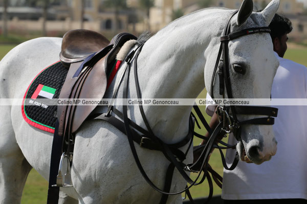 Polo Sport Dubai Photo136