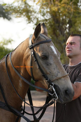 Polo Sport Dubai Photo54