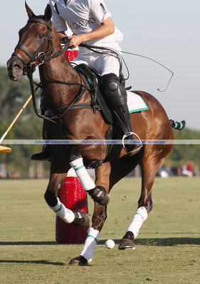 Polo Sport Argentina Photo280