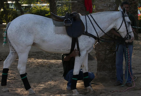 Polo Sport Dubai Photo56