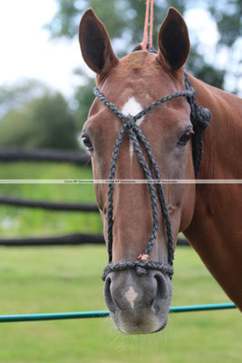 Polo Sport England Photo491