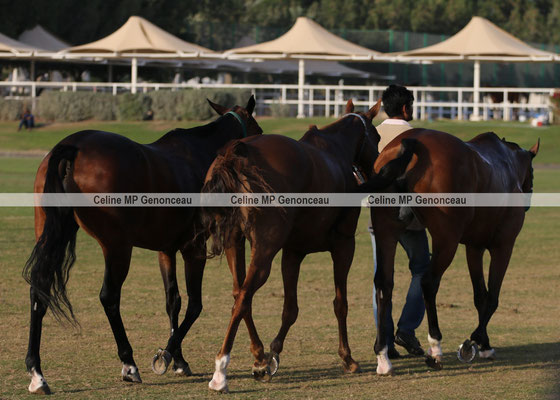 Polo Sport Dubai Photo88