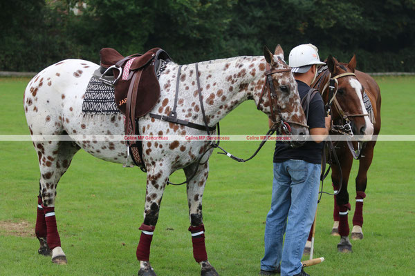 Polo Sport England Photo277