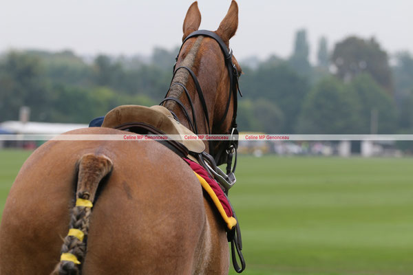 Polo Sport England Photo249