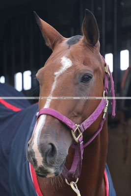 Polo Sport England Photo495