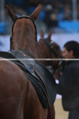 Polo Sport England Photo209
