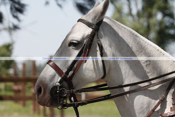 Polo Sport Argentina Photo360