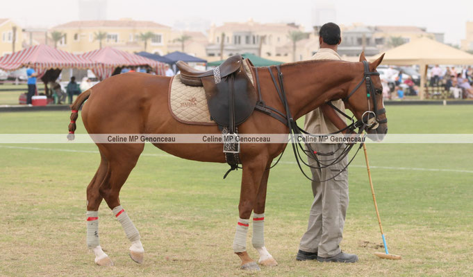 Polo Sport Dubai Photo280