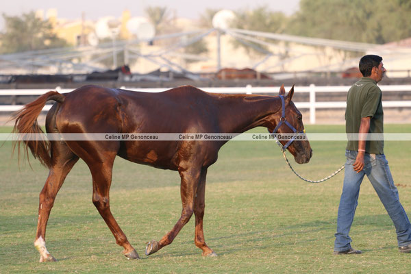 Polo Sport Dubai Photo87