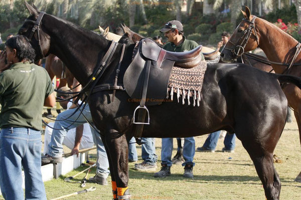 Polo Sport Dubai Photo53
