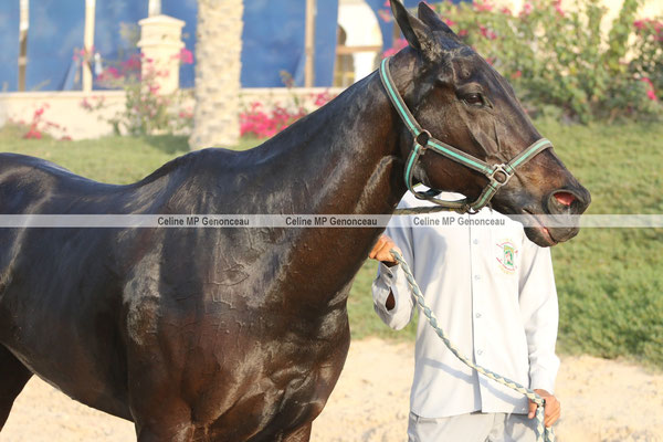 Polo Sport Dubai Photo86