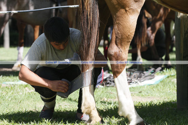 Polo Sport Argentina Photo448