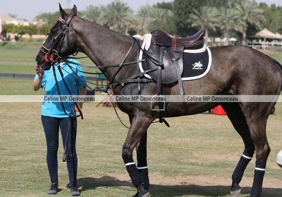 Polo Sport Dubai Photo207