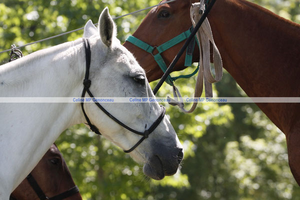 Polo Sport Argentina Photo446