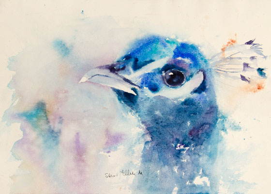 Peacock watercolor