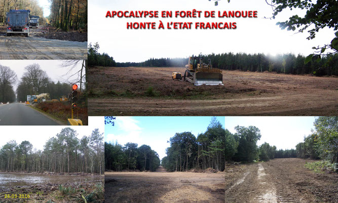 Une forêt sacrifiée par une poignée d'irresponsables et d'un état défaillant.