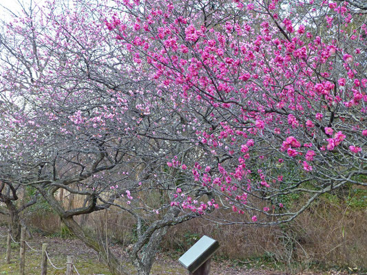 こども自然公園の梅園