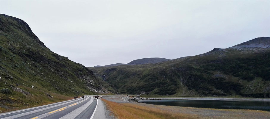 Im Vordergrund ein paar Rentiere und hinten im Bild der Eingang zum Tunnel