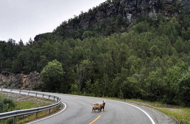 Schafe auf der E6 leben gefährlich