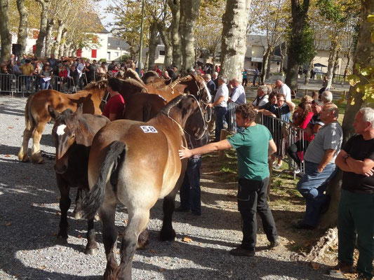 4 Fête cheval morlaàs tourisme nord bearn créadit mairie morlaas