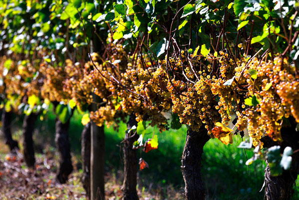 Vignoble et vin du Pacherenc du Vic-Bilh - Tourisme Coteaux Béarn Madiran © Pascal Le Doaré Studio 764