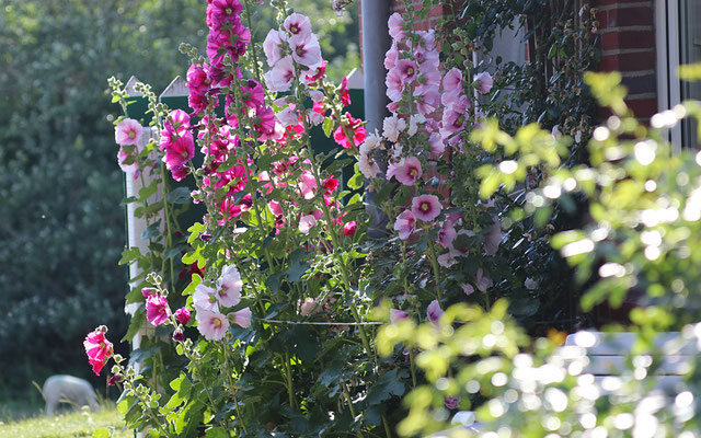 Stockrosen im Sonnenschein