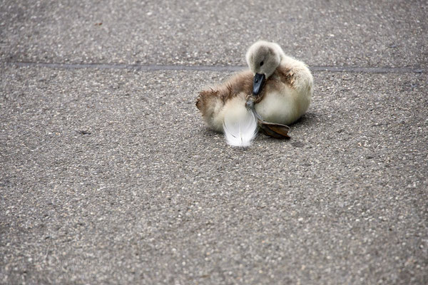 After birth, baby swan: Aarau Philosophenweg