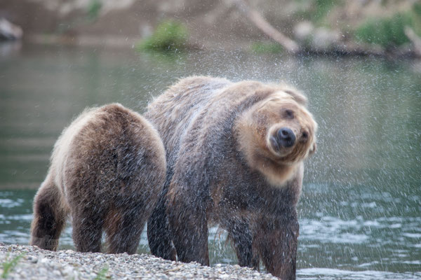 Brown Bear at Kuril Lake Kamtschatka