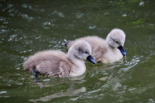 After birth, baby swan: Aarau Philosophenweg