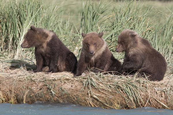 Alaska Grizzly cubs