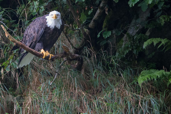  Katmai National Park, Bald Eagle