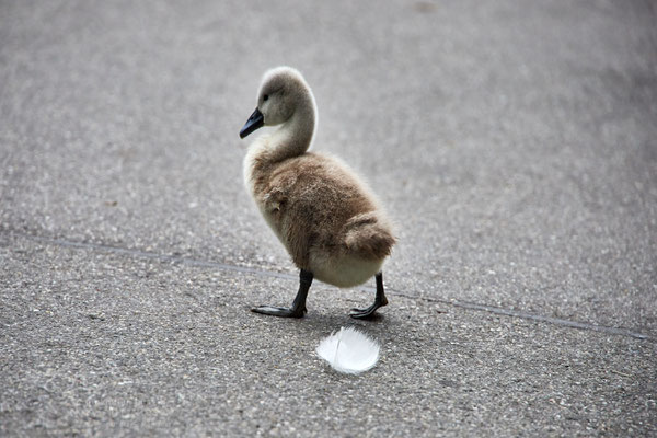 After birth, baby swan: Aarau Philosophenweg