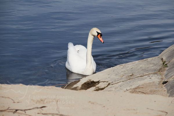 During breeding time: Aarau Philosophenweg