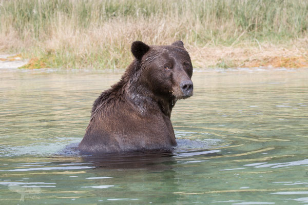 Alaska Grizzly, Katmai National Park