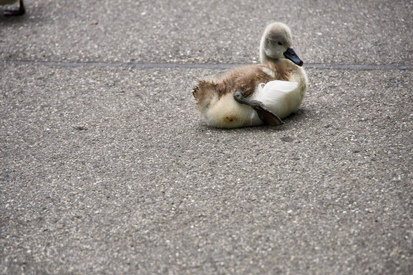 After birth, baby swan: Aarau Philosophenweg