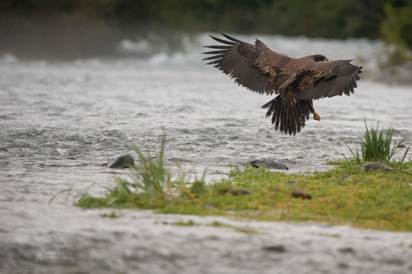  Katmai National Park, juvenile Bald Eagle
