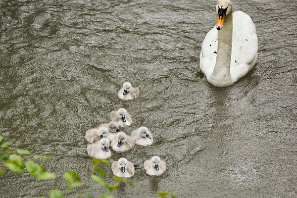 After birth, baby swan: Aarau Philosophenweg