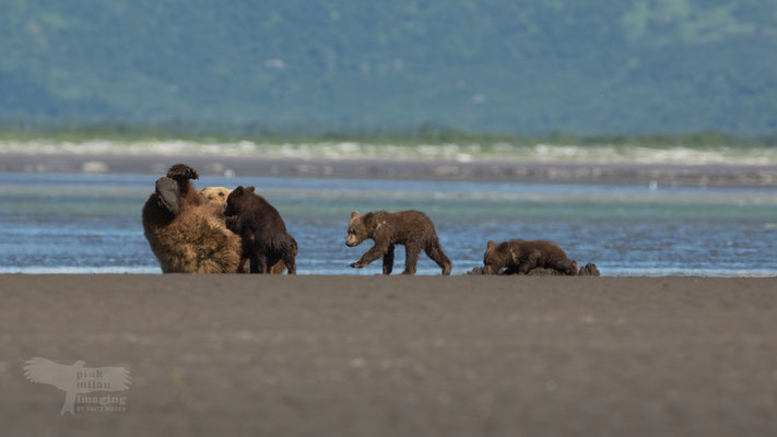 Alaska Grizzly in tidal zone