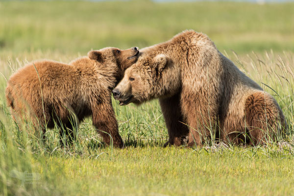 Alaska Grizzly, Katmai National Park