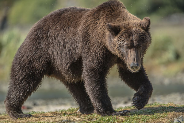 Alaska Grizzly 
